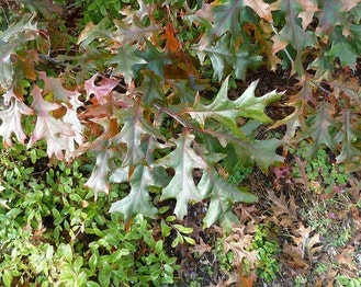 Shumard's Oak