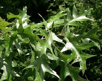 Black Oak