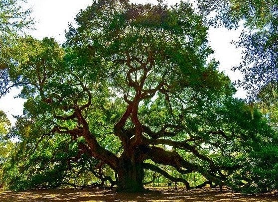Live Oak