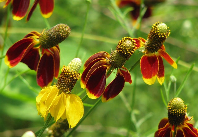 Red-Spike Mexican-Hat