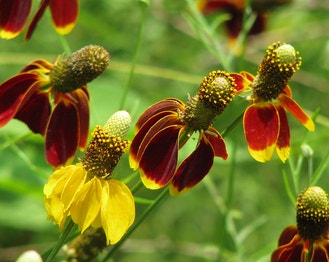 Red-Spike Mexican-Hat
