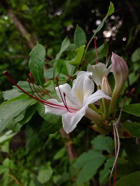Smooth Azalea