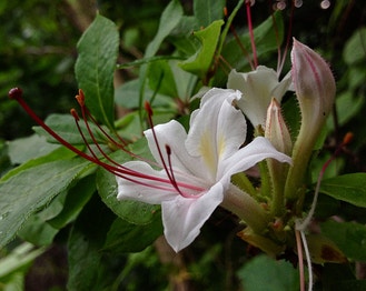 Smooth Azalea