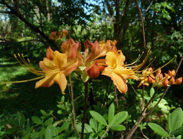 Oconee Azalea