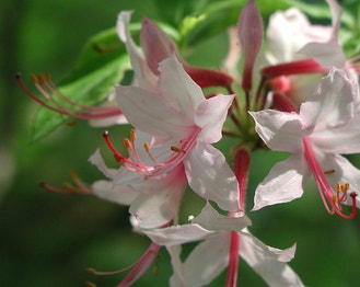Pink Azalea