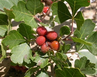 Fragrant Sumac
