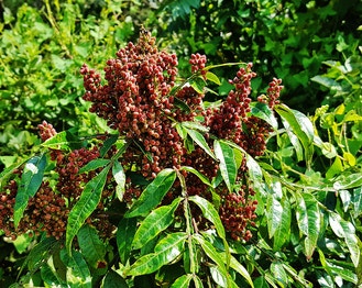 Winged Sumac