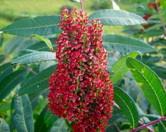 Smooth Sumac