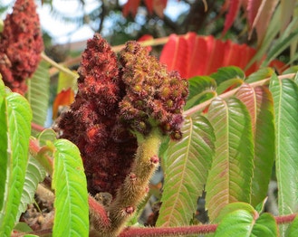 Stag-Horn Sumac