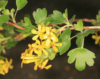 Golden Currant