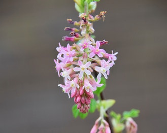 Blood Currant