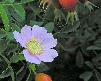 California Rose