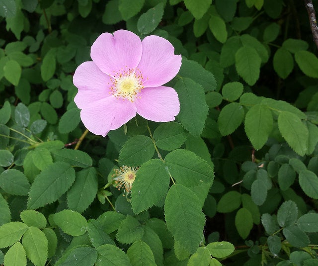 Nootka Rose