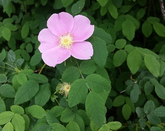 Nootka Rose