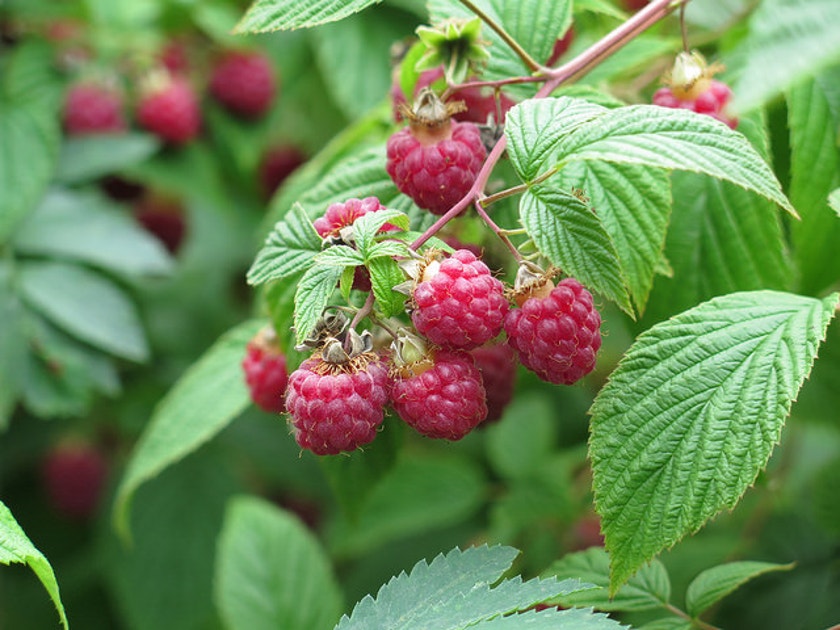 Red Pink Rasberry Rotten Common Red Raspberry | Audubon