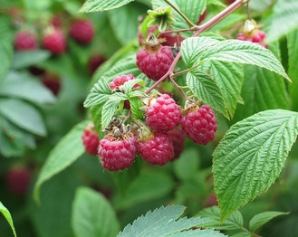 Common Red Raspberry