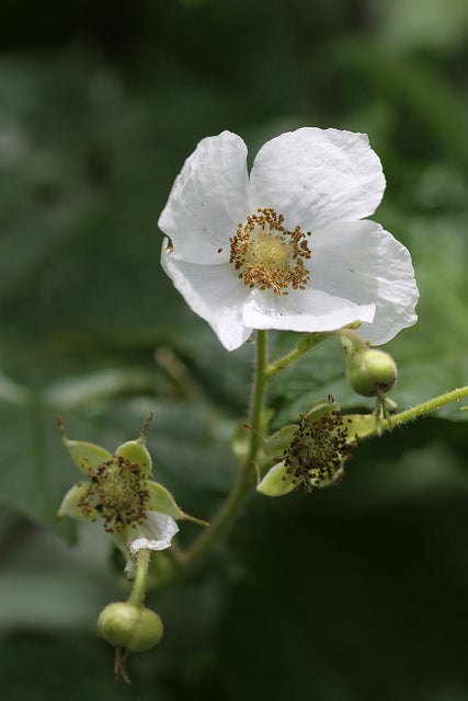 Western Thimble-Berry