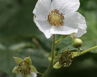 Western Thimble-Berry