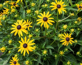 Orange Coneflower