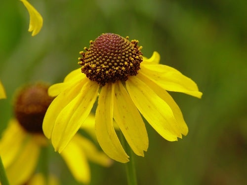 Rough Coneflower