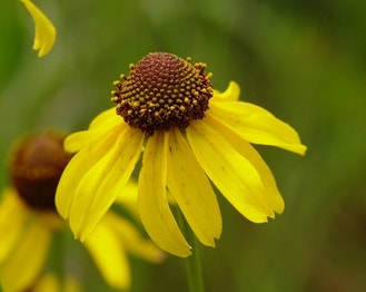 Rough Coneflower