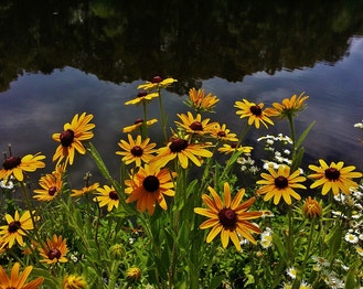 Black-Eyed-Susan