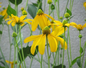 Green-Head Coneflower