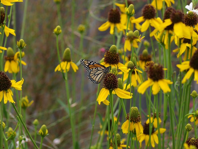 Texas Coneflower