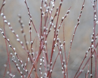 Pussy Willow