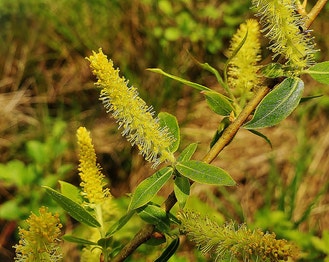 Black Willow