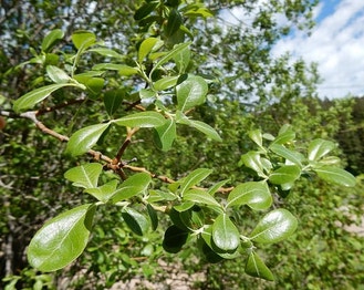 Scouler's Willow