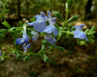 Azure-Blue Sage