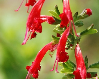 Blood Sage