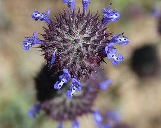 California Sage