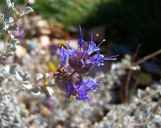 Gray Ball Sage