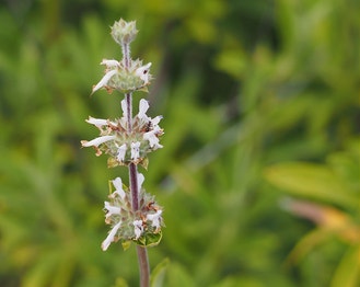 Black Sage