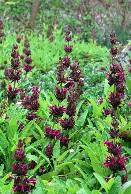Hummingbird Sage
