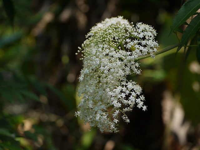 American Black Elderberry