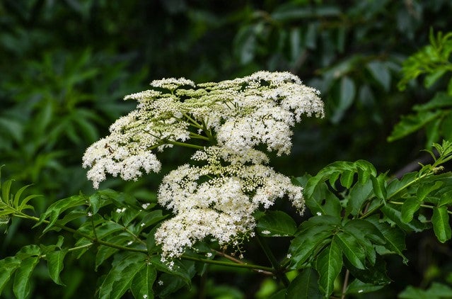 American Black Elderberry