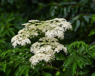 American Black Elderberry