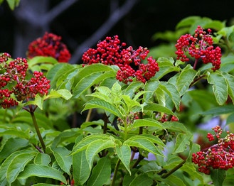 Red Elder
