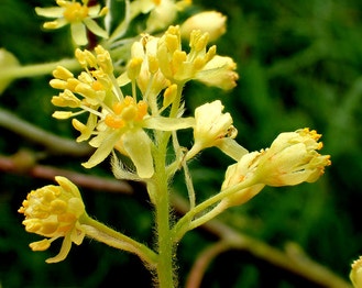 Sassafras