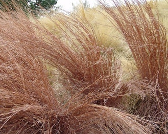 Little False Bluestem
