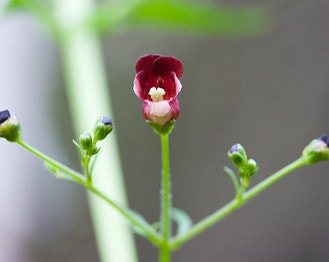 California Figwort