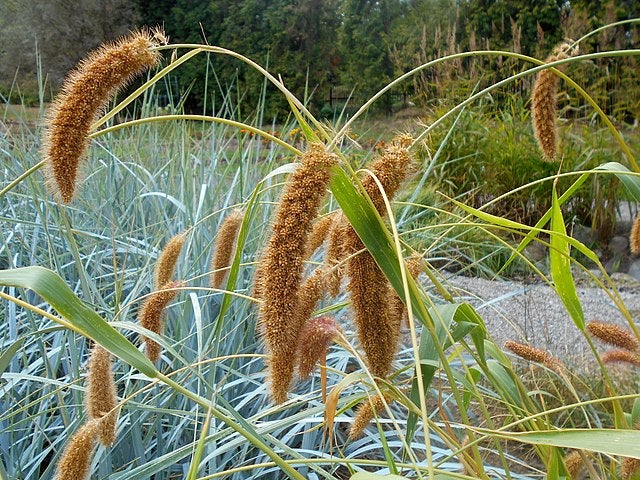 Large Spike Bristlegrass