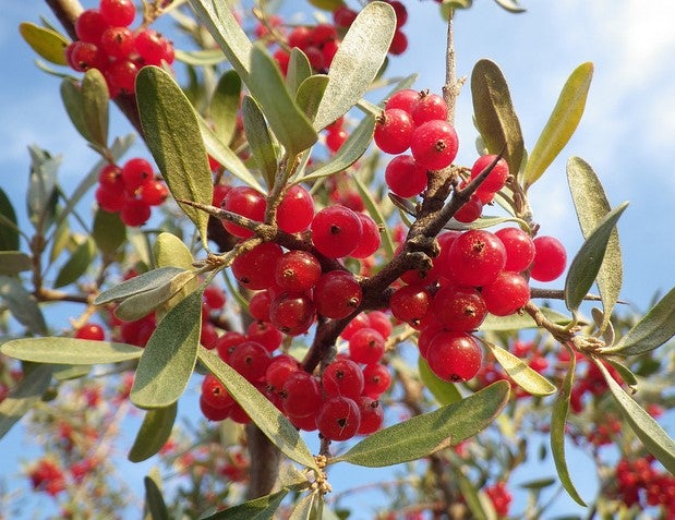 Silver Buffalo-Berry