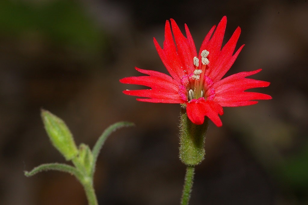 Cardinal Catchfly