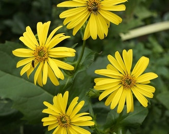 Cup-Plant