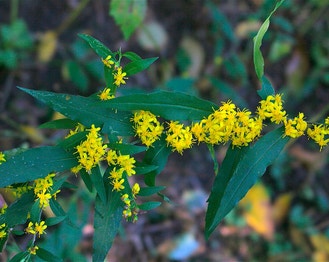 Wreath Goldenrod