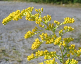 Canadian Goldenrod